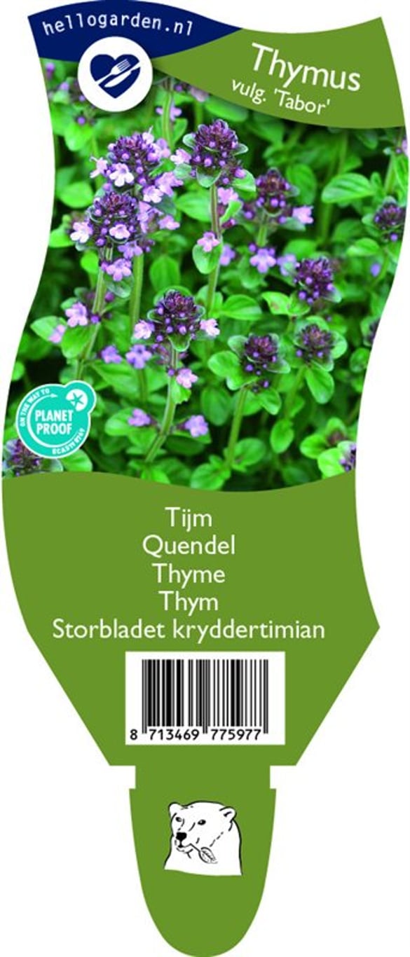 Thymus puleg. 'Tabor' - P11